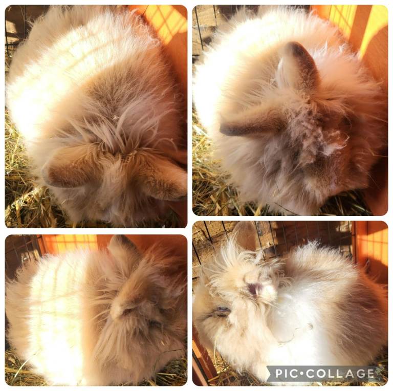 One left beautiful females lionhead cross mini lion lop 