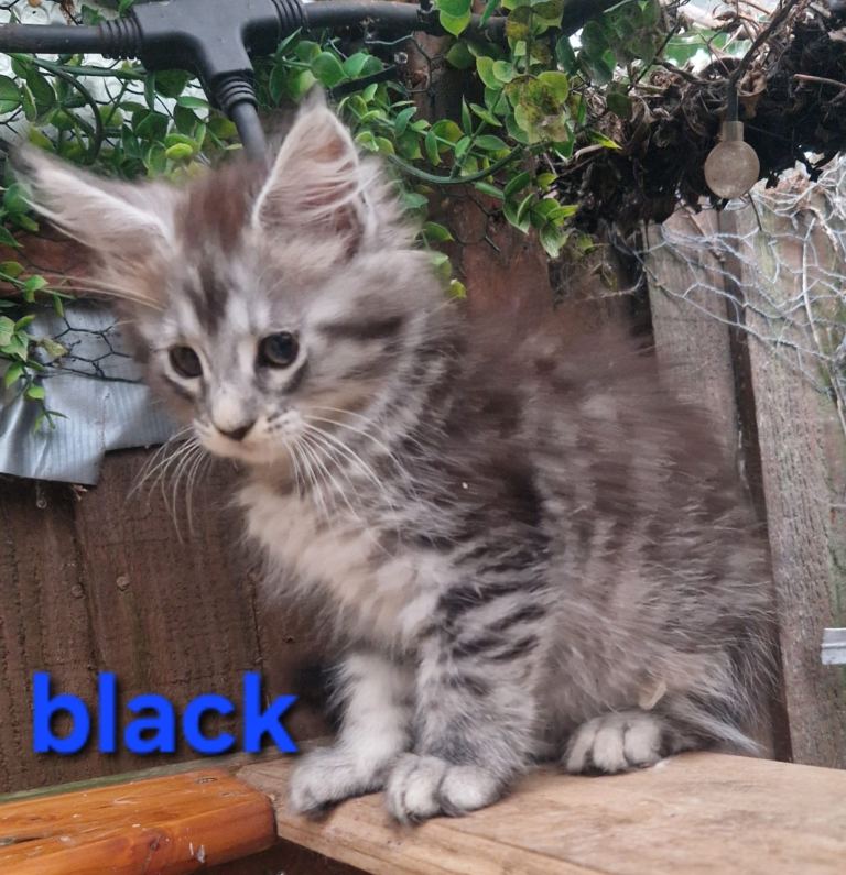 Beautiful Female Maine coon kittens