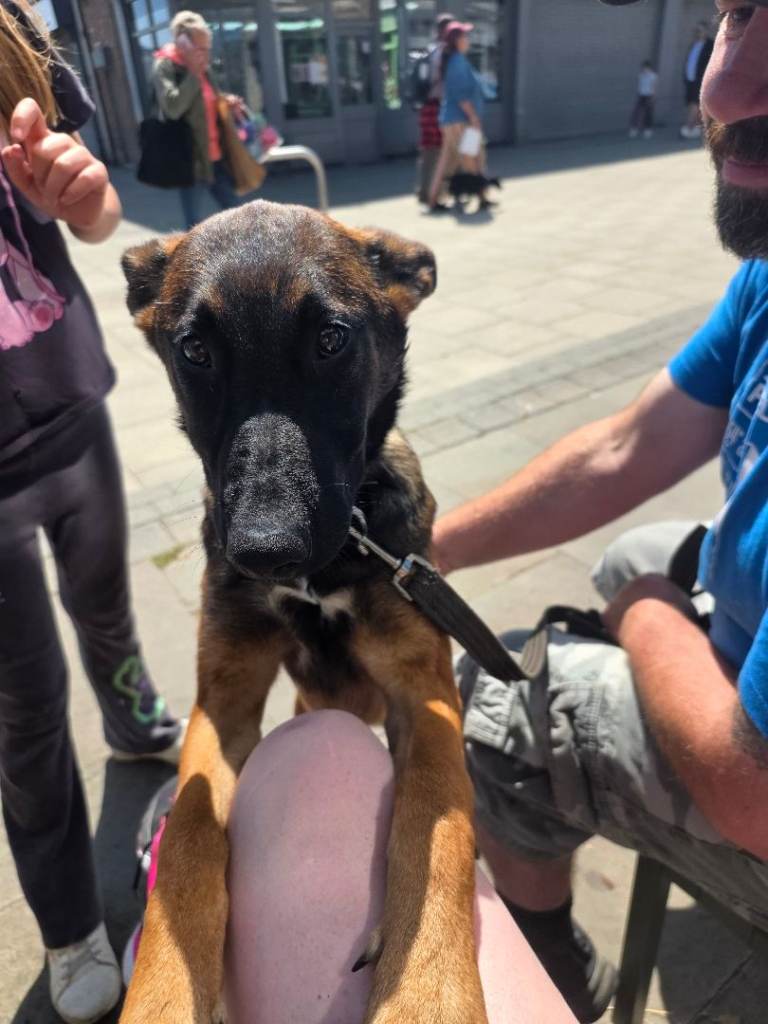 Astrid GSD x MALI  7 months female