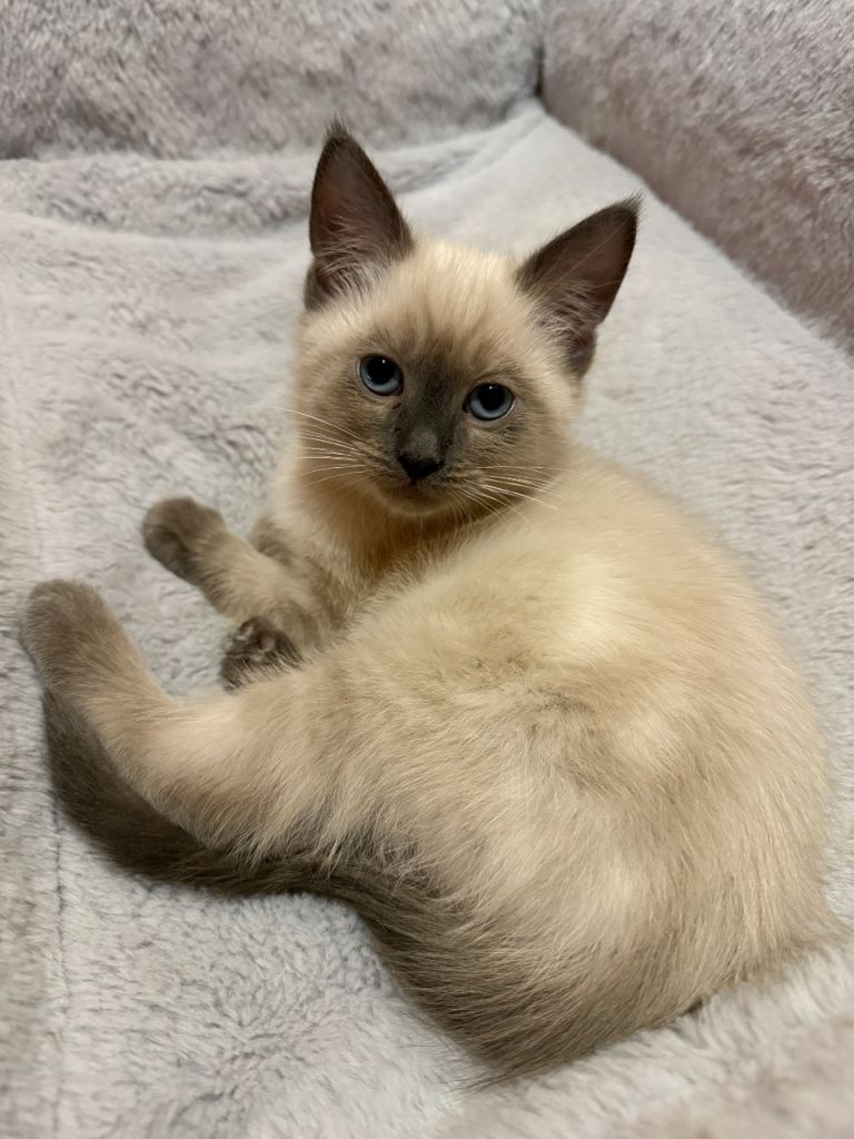 Male ragdoll kitten