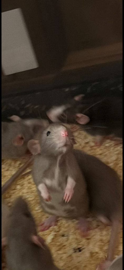 7 x baby dumbo boys available 