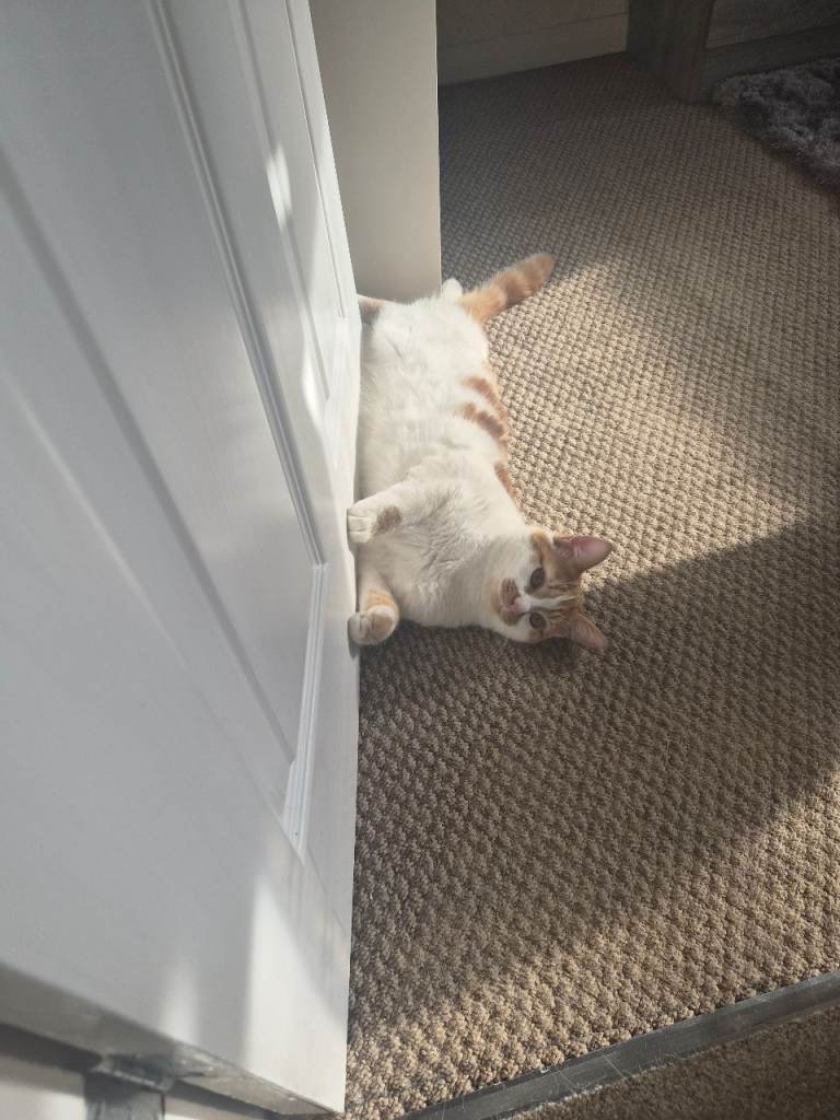Beautiful ginger and white male cat