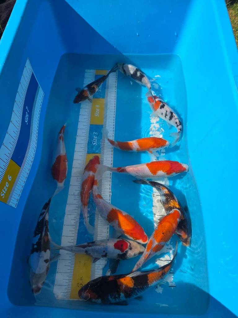 Koi high quality Japanese fish 20-30 cm