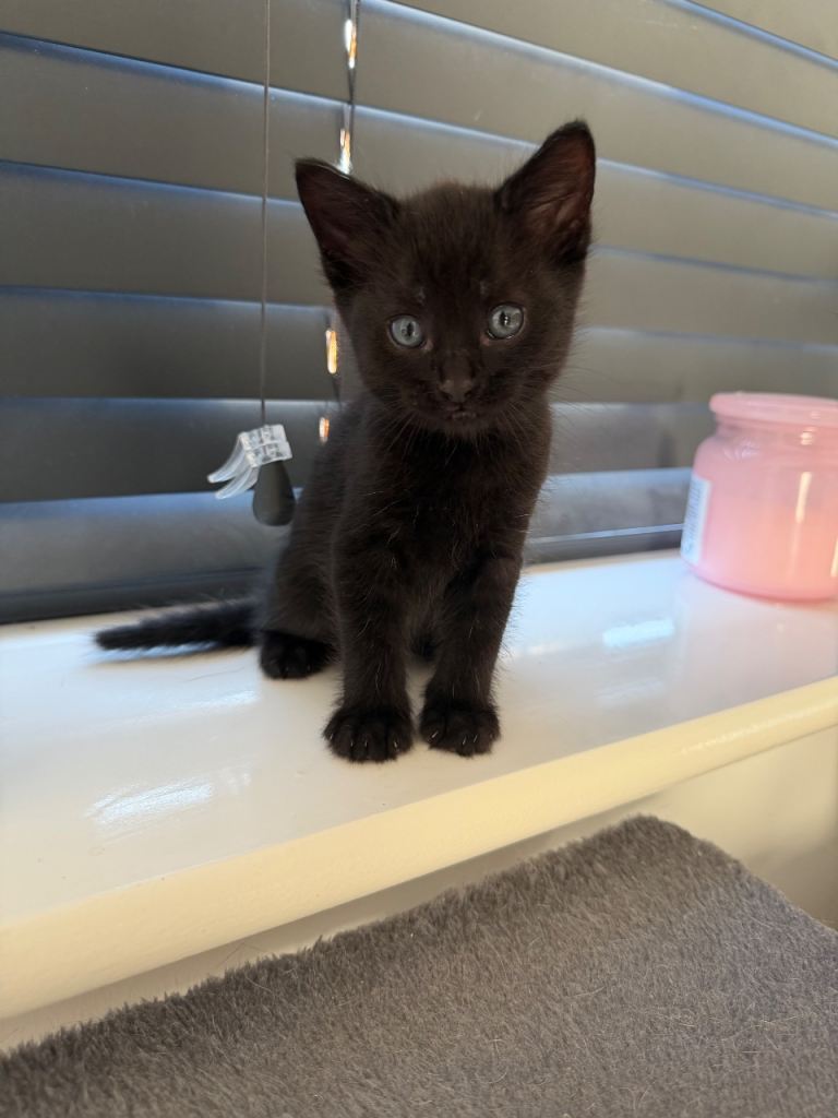 Bengal X Maine Coone Kittens 