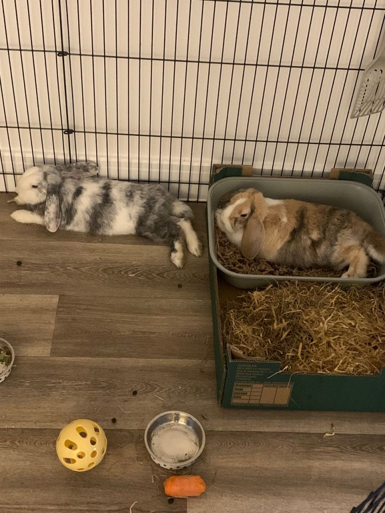 2 female rabbits 