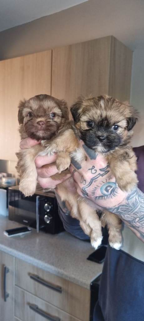 Only 2 girls lef Shih tzu puppies