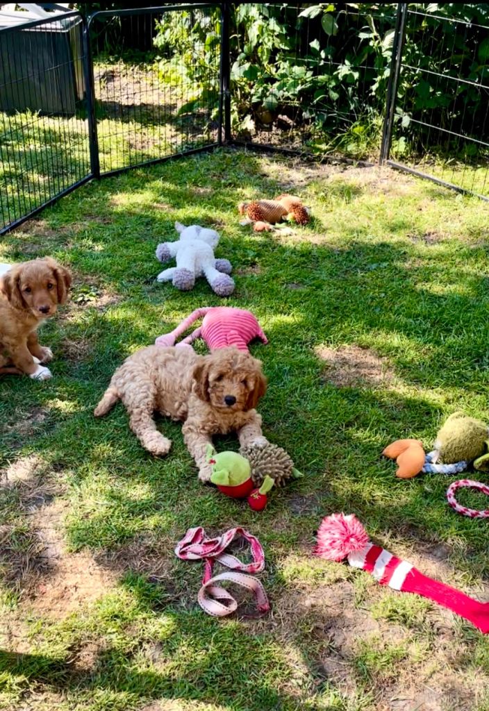 Cavapoo Pups Vaccinated & Chipped
