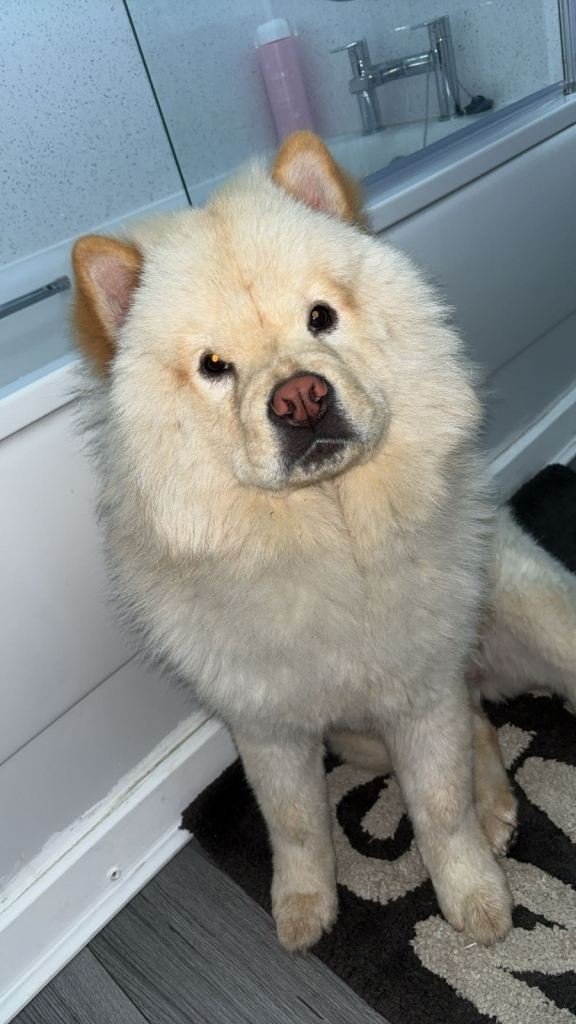 Chow chow 