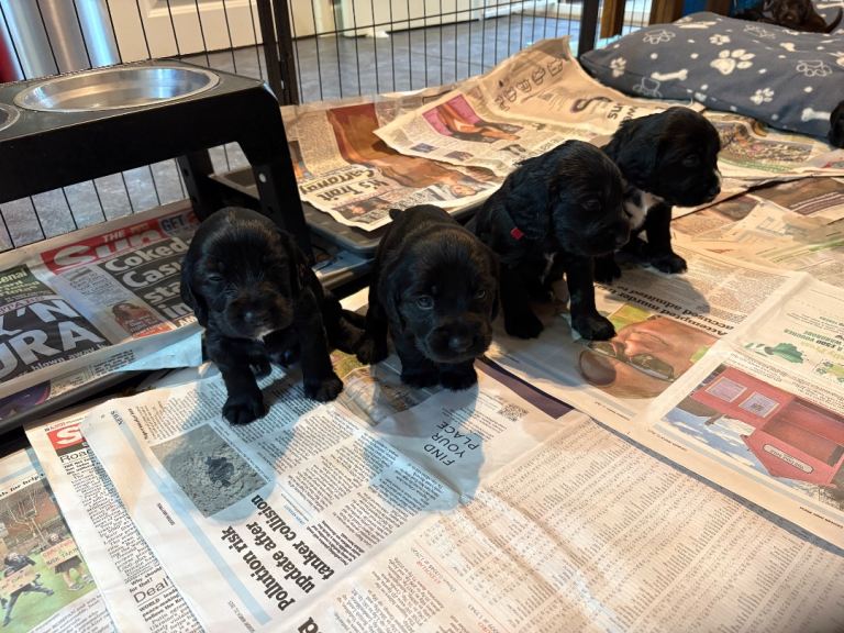 Litter of Puppies 4 males Available