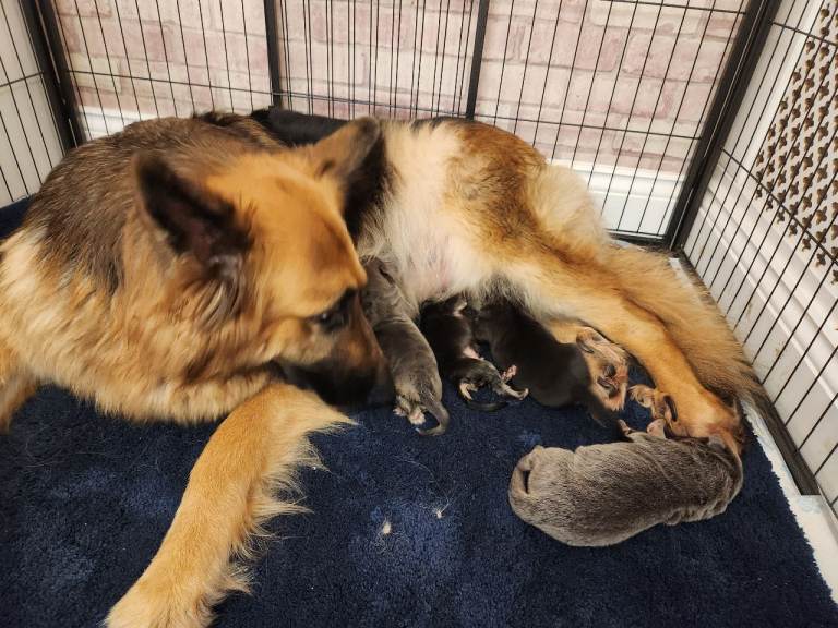 German shepherd pups 