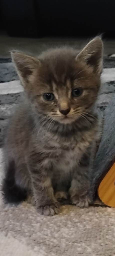 6 gorgeous kittens for sale 