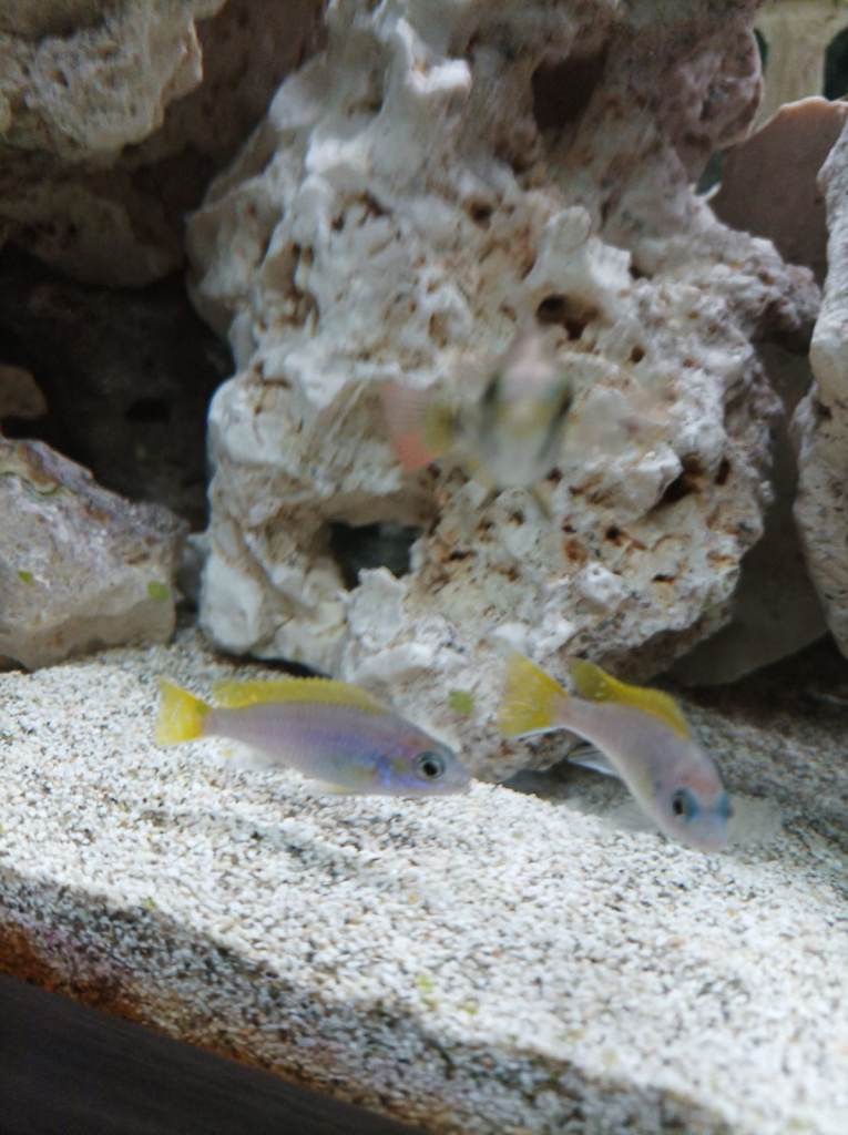 Young Malawi yellow tail acei 
