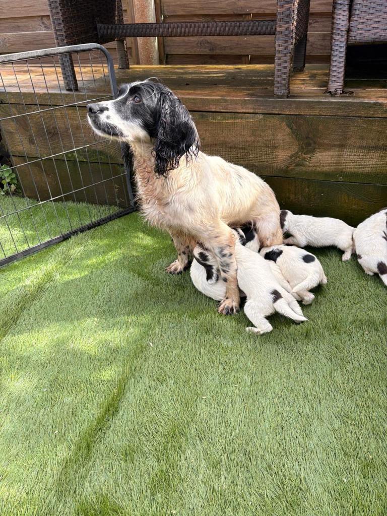 Beautiful English Springer Spaniel pups