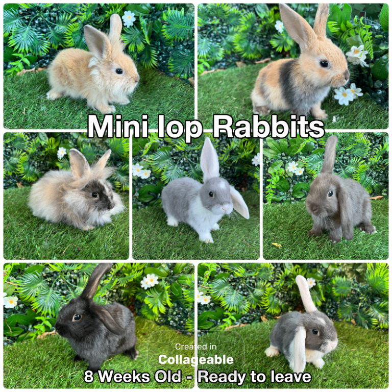 🐰✨Beautiful Mini lop Rabbits ✨🐰