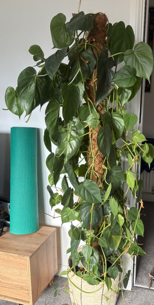 image for Two house plants from Patch plants 