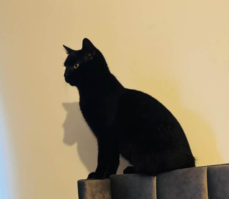 Black Male Cat - 11 Weeks