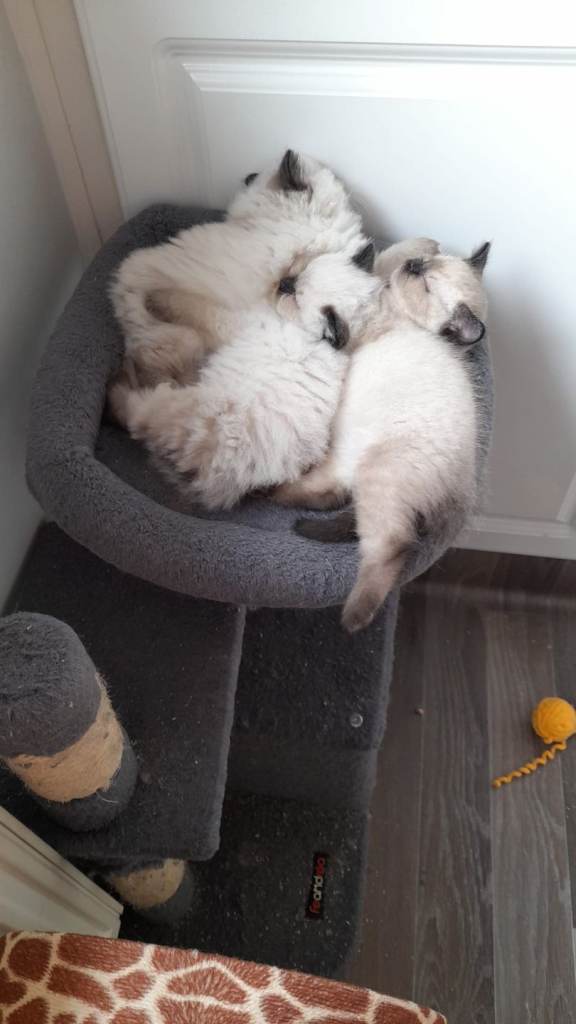 Ragdoll kittens unregistered 