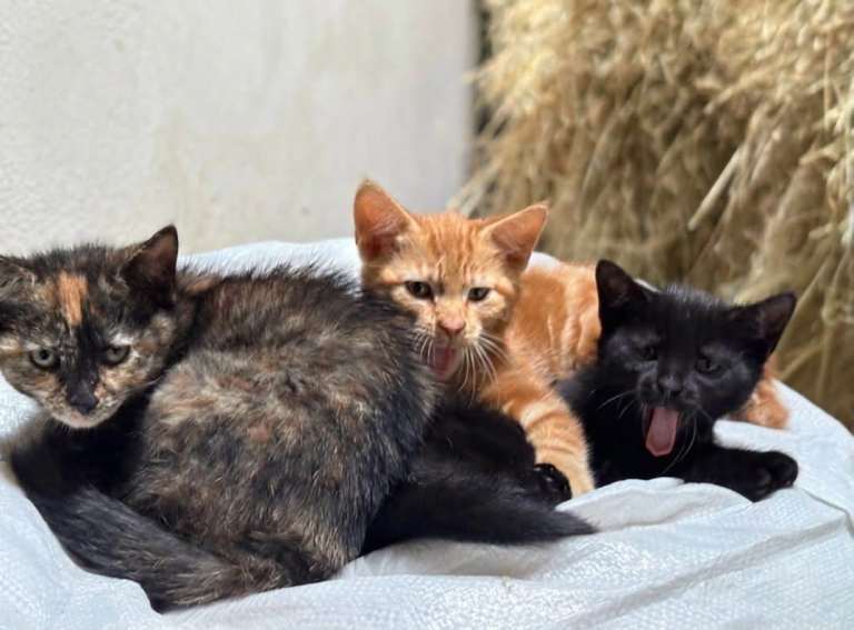 kittens for sale county Tyrone