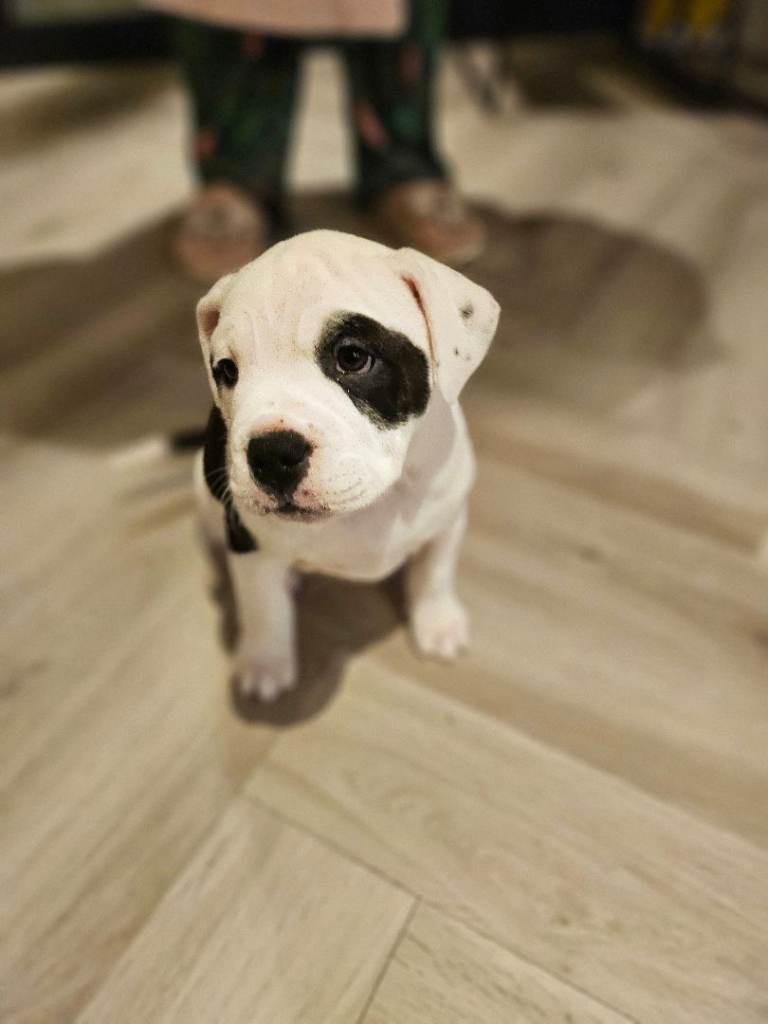 English Bulldog Staffordshire Bull pups 