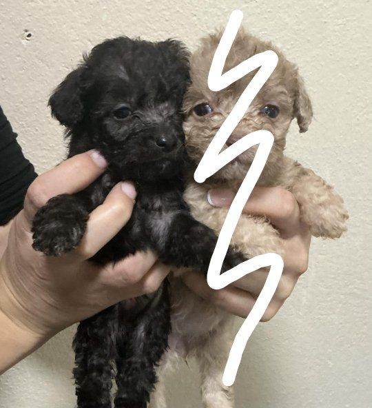 Poodle X jack Russell 1 girl left