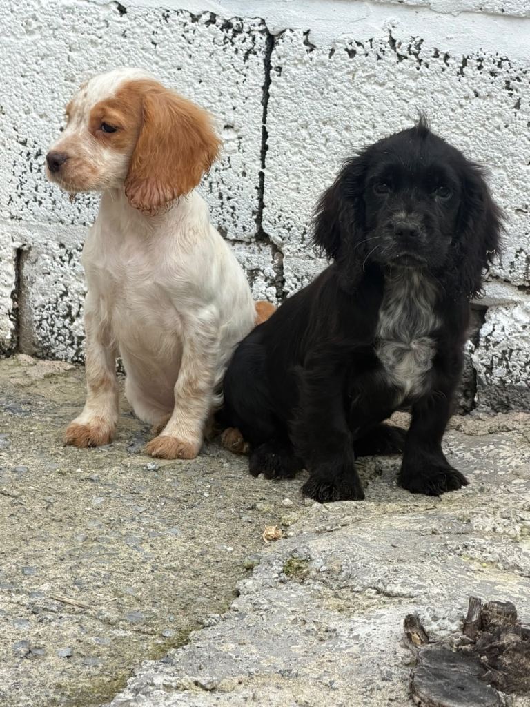 Cocker spaniel puppies 
