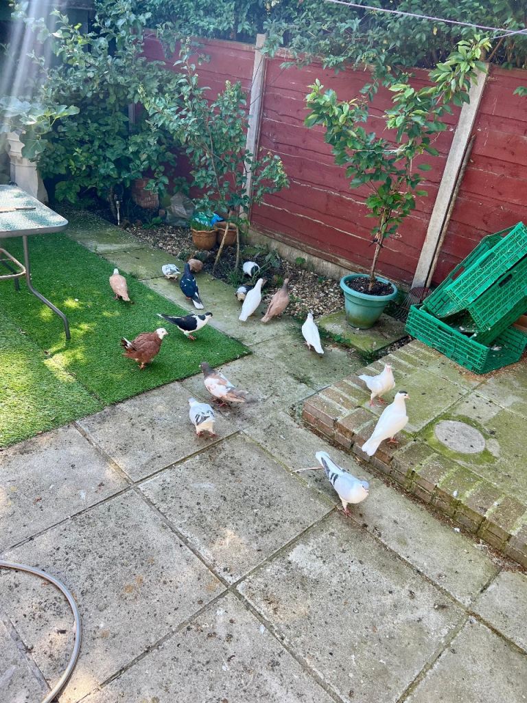Pigeons (Iranian and Afghan)