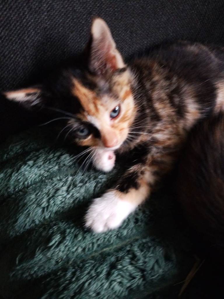 TWO Half Persian kittens for sale