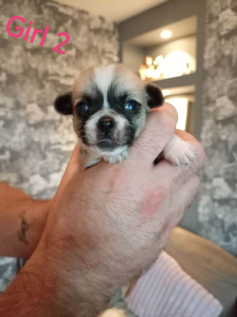Chihuahua x Pug Shih Tzu puppies
