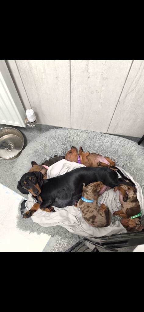 4 minature dachshund dapple pups