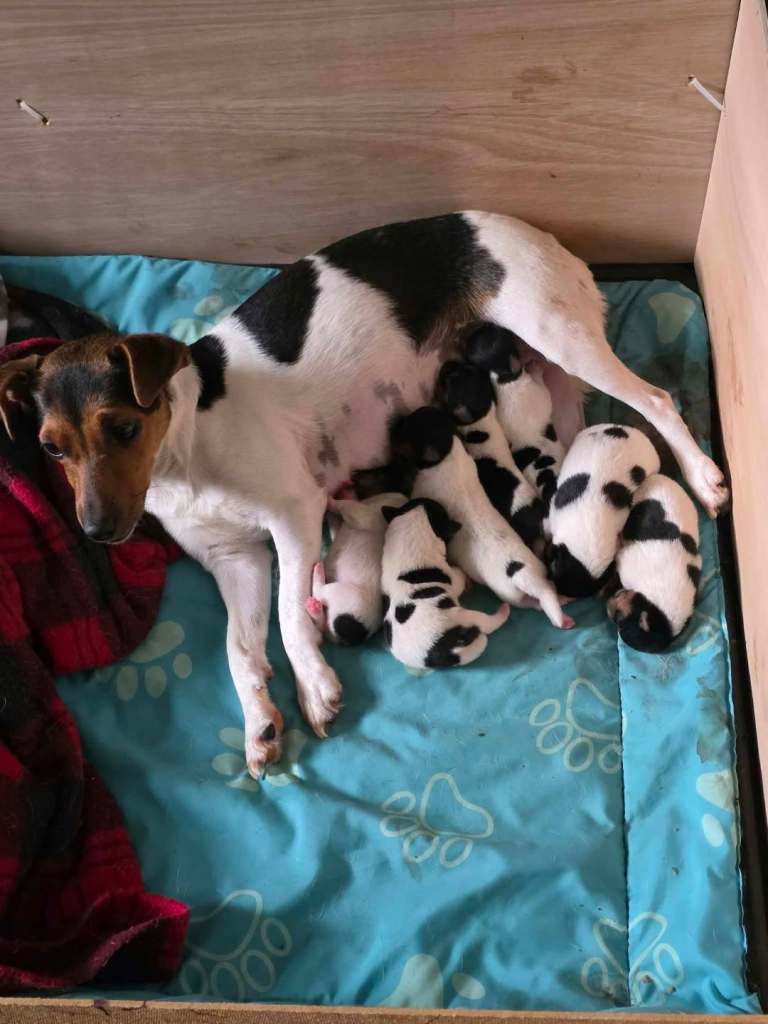 7 Jack Russell Pups for Sale - 4 Girls & 3 Boys.