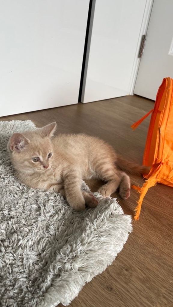 Kitten