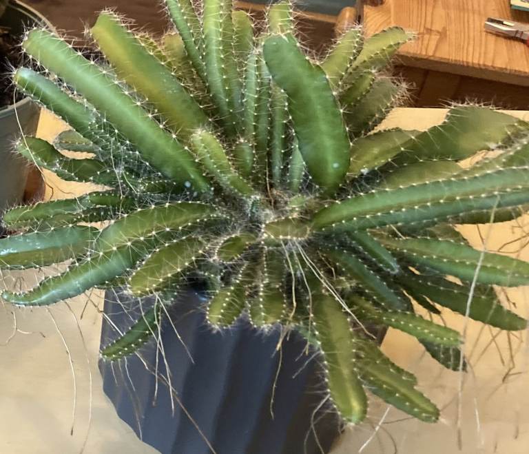 image for 4 Indoor house plants in ceramic pots