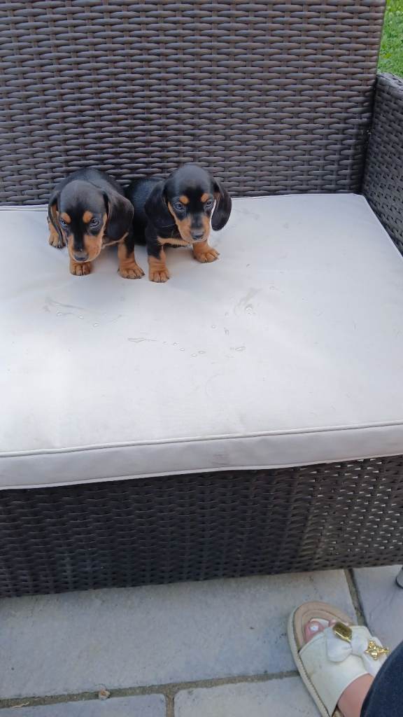 Adorable puppies