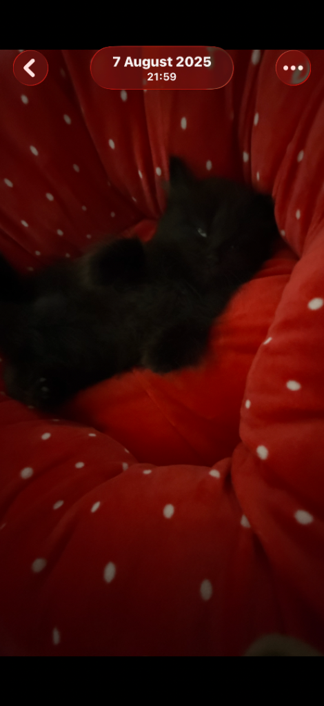 Bombay x British short hair kittens 