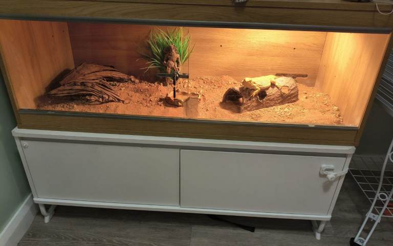 Orange Citrus Morph - Bearded Dragon Full Set Up