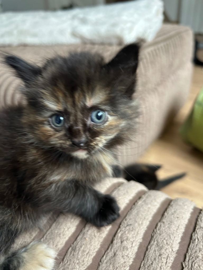 Fluffy Bombay cross kittens 
