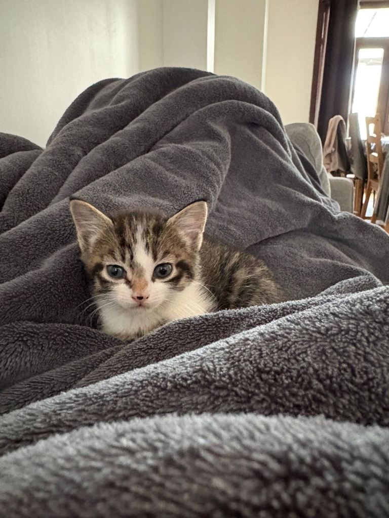 Adorable Domestic Shorthair Kitten - Ready for a New Home!