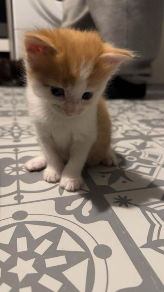 Maine Coon cross kittens