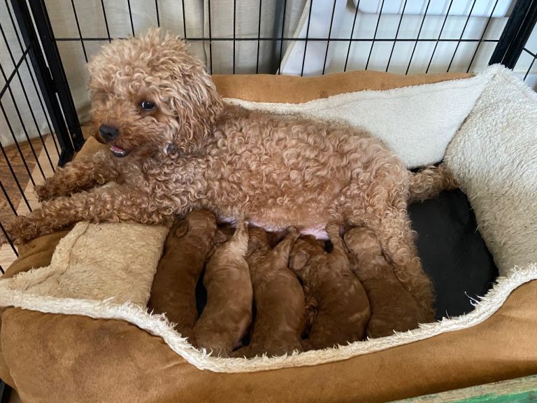 Toy Poodle Puppies