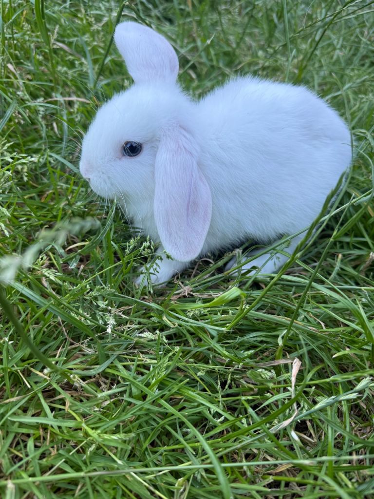 Rabbits for sale - 9 weeks - Feltham