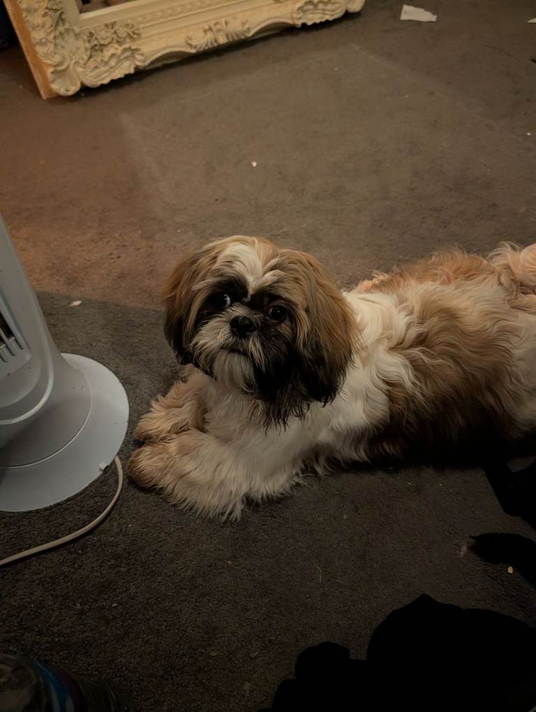 8 month old Male Shihtzu 