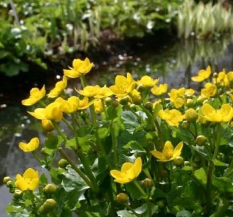 Marsh Marigolds for Pond 