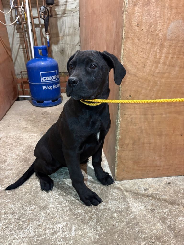 Cane Corso puppies 