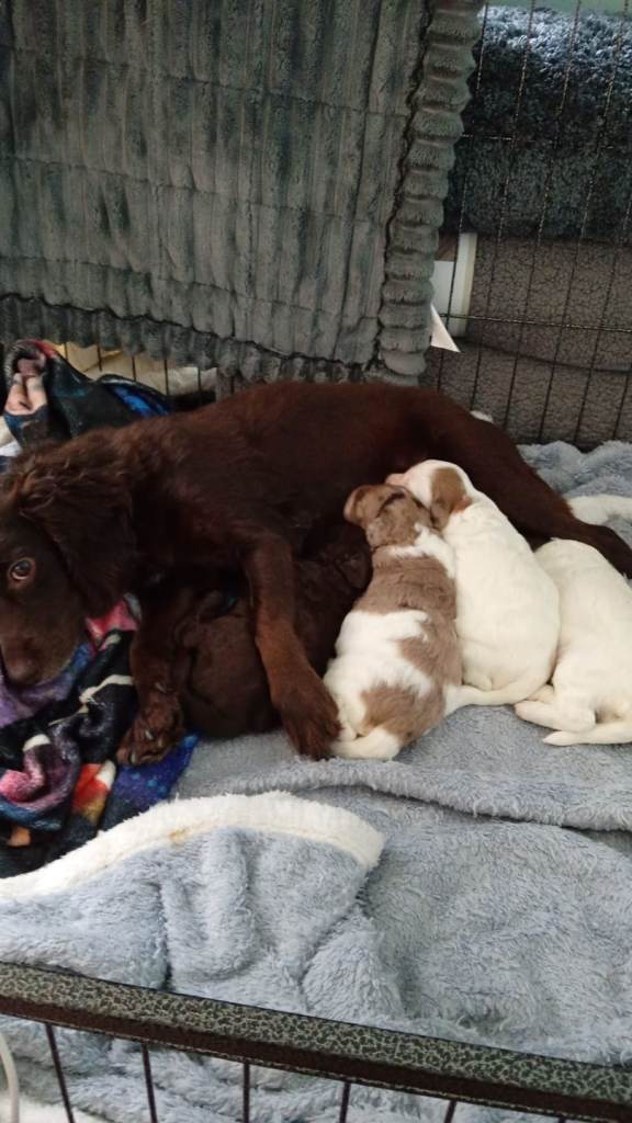 Cockapoo puppies 