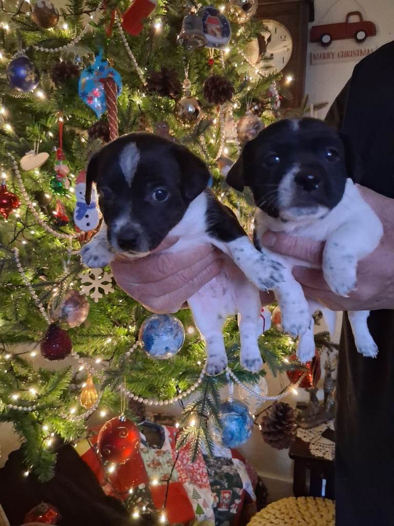 image for Jack russell pupies 