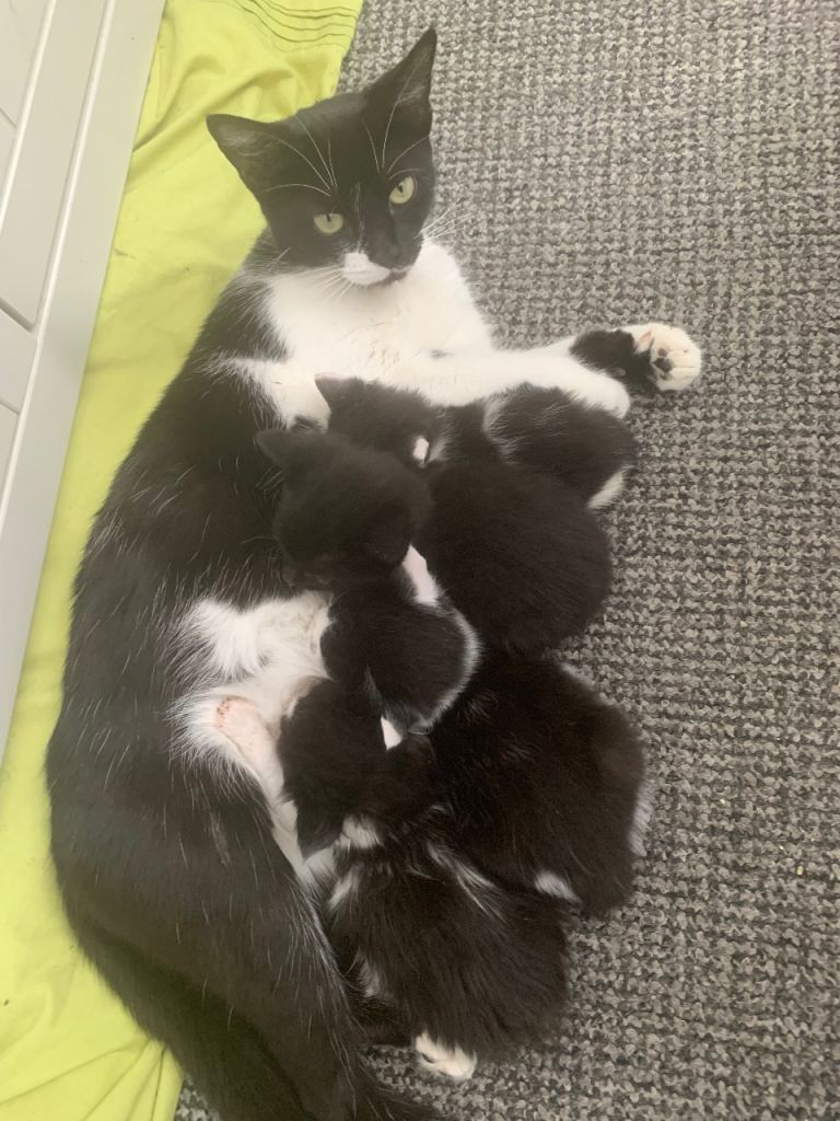 Kittens for sale 