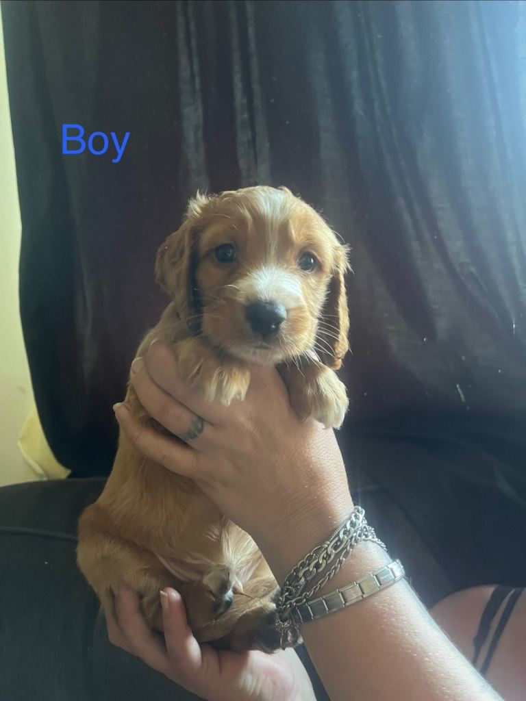 4 beautiful cockapoo cross cockaspaniel pups