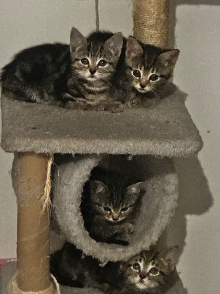 Fun kittens 