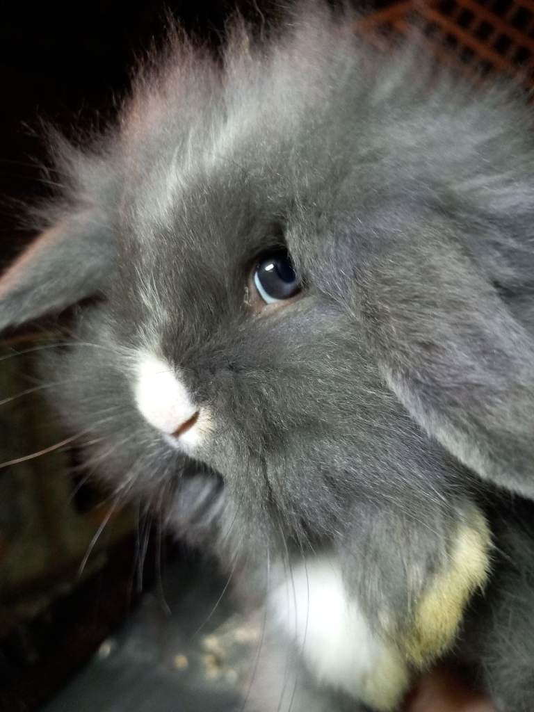 MIXED COLOURS*BLUE & BROWN EYED DOUBLE MANED LIONHEAD x CASHMERE MINILOPS