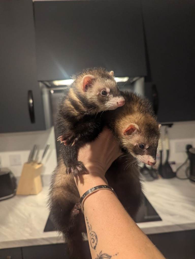 Two female ferrets 6 months with hutch and run